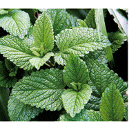 Imagen: Menta piperina (Mentha piperita)